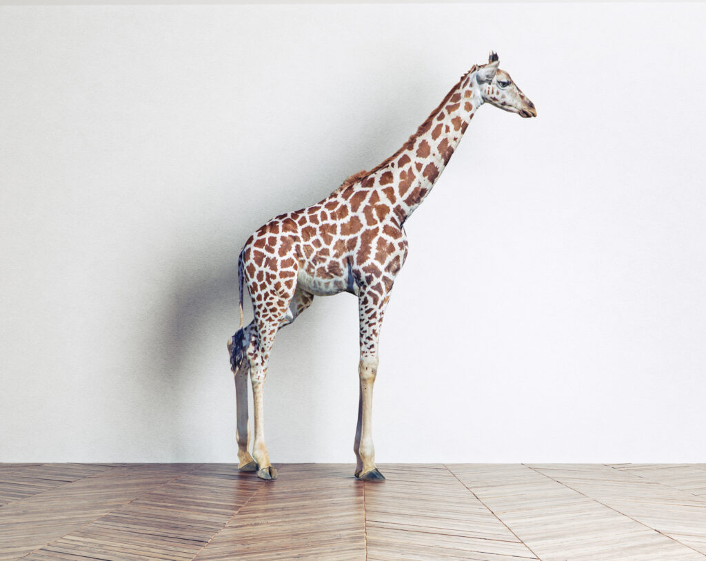 A giraffe standing tall, symbolizing effective web optimization and strong online positioning.